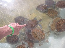 Young green sea turtles in a petting tank at the Cayman Turtle Farm Green Sea Turtles Grand Cayman.JPG