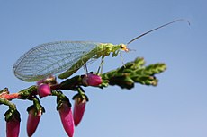 Green lacewing chrysopidae.jpg