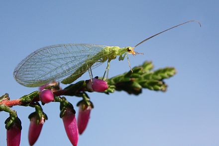 Сетчатокрылые. Златоглазка обыкновенная - Chrysopa carnea. Neuroptera сетчатокрылые. Green Lacewings. Энтомофаги.