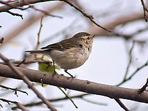 Verdeta Warbler I IMG 0565.jpg