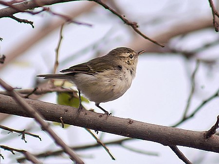 ไฟล์:Greenish Warbler I IMG 0565.jpg