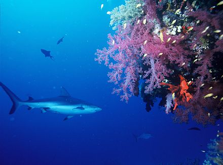 Coral reef drop-offs are a favoured habitat for grey reef sharks