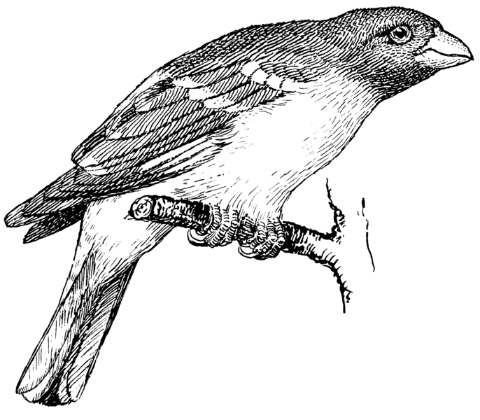 File:Grossbeak (PSF).png