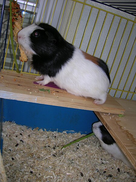 File:Guinea pigs.jpg