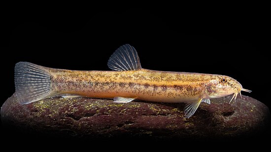 lepidocephalichthys guntea by Aravindmanoj