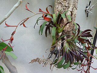 <i>Tillandsia leiboldiana</i>