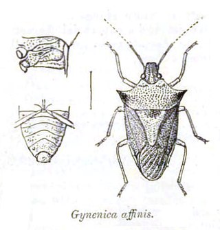 <i>Gynenica</i> Genus of insects