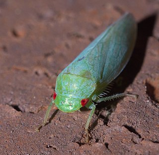 <i>Gyponana</i> Genus of leafhoppers