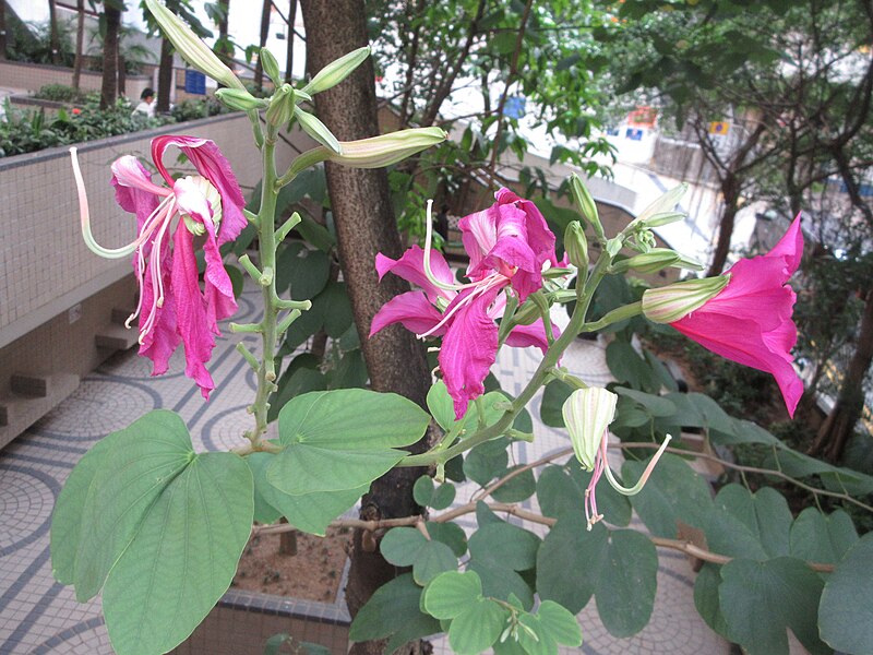 File:HK 灣仔 Wan Chai 胡忠大廈 Wu Chung House Rest Garden West wing October 2017 IX1 green plant pink flowers.jpg