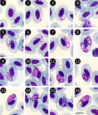 <span class="mw-page-title-main">Haemosporida</span> Order of protists