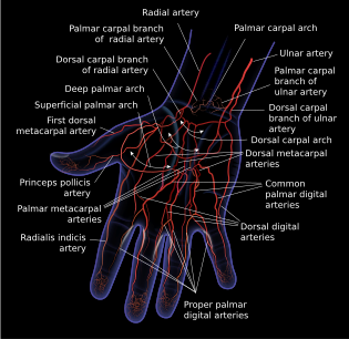 Superficial palmar arch