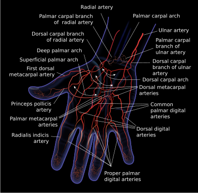 Arteries of the right hand