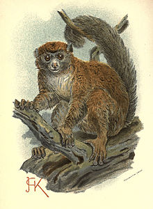 Handbook to the Primates Plate 08.jpg