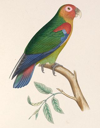 <span class="mw-page-title-main">Rusty-faced parrot</span> Species of bird