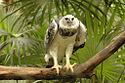 Harpia harpyja -Belize Zoo-8.jpg