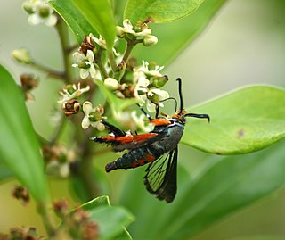 Squash vine borer species of insect