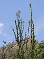 Heavily lopped Anogeissus latifolia Lansdowne FD AJTJ DSCN6297.jpg