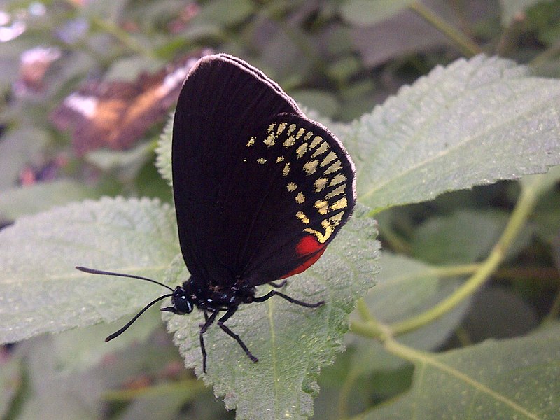 File:Heliconius erato cyrbia-20140820-2.jpg