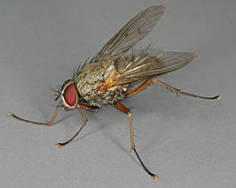 Helina depuncta