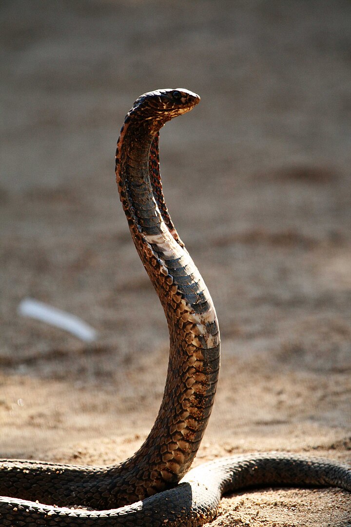 Стоящая змея. Ошейниковая Кобра. Hemachatus haemachatus. Змея ошейниковая Кобра. Африканская ошейниковая Кобра.