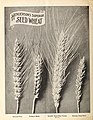Henderson's superior agricultural seeds for fall sowing 1903 (16485541796).jpg