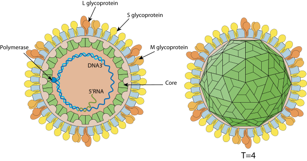 Hepadnaviridae virion-enveloped, spherical. Diameter from about 42nm. Icosahedric capsid with a T=4 symmetry.[5]