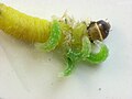 Hercus fontinalis larvae feeding on caterpillar
