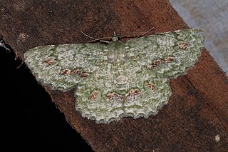 <i>Herochroma flavibasalis</i> Species of moth