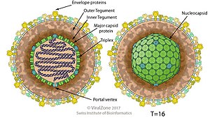 Herpesviridae