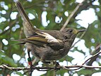 Female Hihi or Stitchbird
