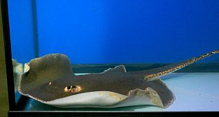 Roughback whipray Species of cartilaginous fish