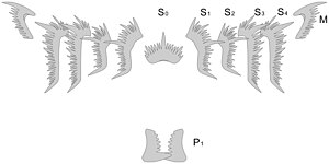 Hindeodus elements.jpg