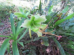 Hippeastrum calyptratum (Ker Gawl.) Herb.jpg