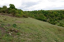 Hogtrough Bottom - grazed access downland