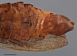 Hondurantemna chespiritoi (10.3897-zookeys.680.11162) Figure 11.jpg