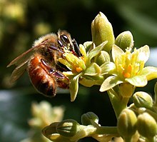 Honeybee (Apis mellifera) pollinating Avocado cv.jpg