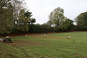 Grasfeld mit Schafen, rotes Eisensteingesicht auf der anderen Seite.