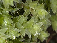 Hookeria acutifolia. On remarque que les cellules sont visibles à l’œil nu, fait rare chez les bryophytes. Les feuilles sont aplanies, donnant un aspect écrasé au rameau.