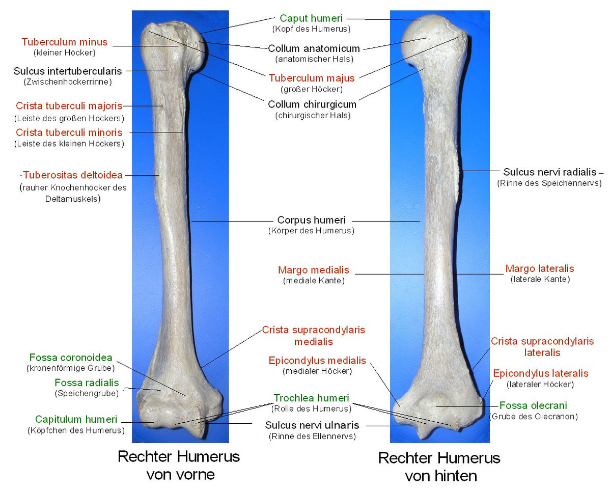 Collum Anatomicum Humeri