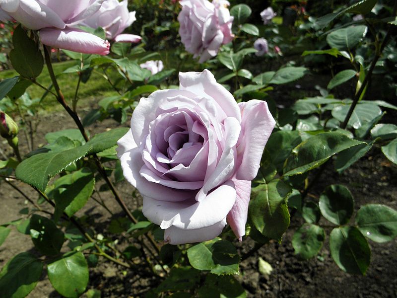 File:Hybrid Tea - Blue Girl 108 (b).JPG