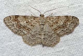 <i>Hydrelia sylvata</i> Species of moth