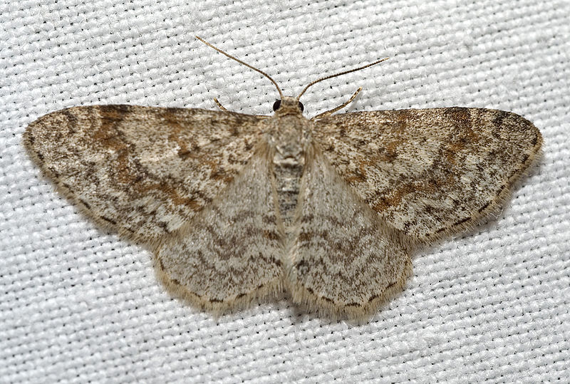 File:Hydrelia sylvata01.jpg