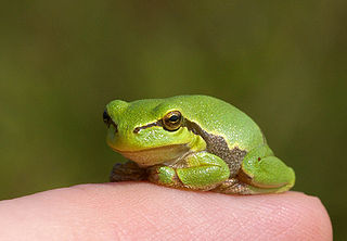 European tree frog species of amphibian