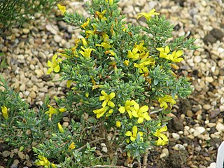 <i>Hypericum sect. Adenotrias</i> Group of flowering plants