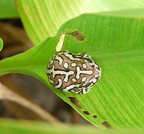 Hyperolius parallelus - Angola Reed Frog.jpg görüntüsünün açıklaması.