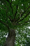 Oak (Quercus sp.)