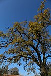 English oak (Quercus robur)