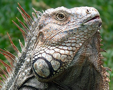 ไฟล์:Iguana_Costa_Rica.jpg