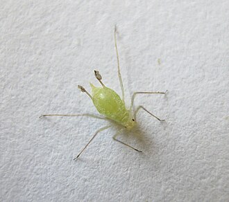 Illinoia liriodendri on a leaf of Liriodendron tulipifera Illinoia liriodendri. 2.jpg