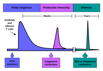 The time course of an immune response. Due to the formation of immunological memory, reinfection at later time points leads to a rapid increase in antibody production and effector T cell activity. These later infections can be mild or even unapparent. Immune response2.svg